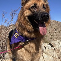 adopt-pet