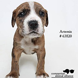 Thumbnail photo of Artemis (Foster) #1