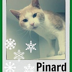 Thumbnail photo of Pinard-home 12/20/16 #1