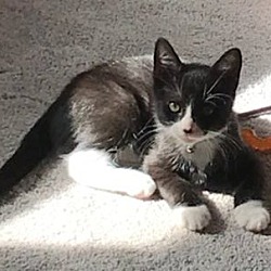 Thumbnail photo of Lefty - Tripod Kitten #4