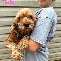 Photo of Tibby