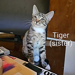 Photo of Tiger