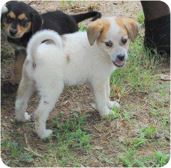 samoyed labrador mix samoyed labrador mix