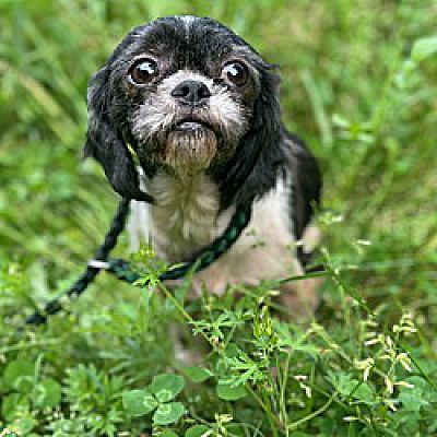 Burlington, VT - Shih Tzu. Meet Blossom a Pet for Adoption - AdoptaPet.com