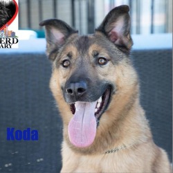 Thumbnail photo of Koda #2