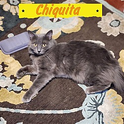 Thumbnail photo of Chiquita- I love male cats! #4