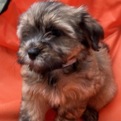 Photo of Beatrice, our Brown and Black Havanese Girl