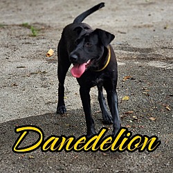 Thumbnail photo of Danedelion #4