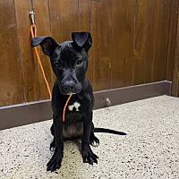adopt a pet
