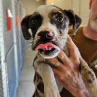 adopt a pet