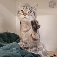 adopt a pet