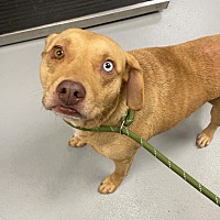 adopt a pet