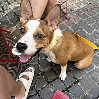 adopt a pet