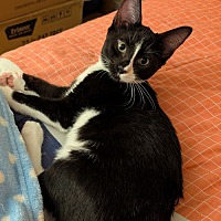 adopt a pet