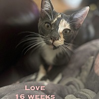 adopt a pet