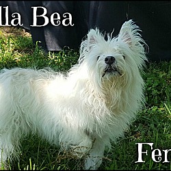 Thumbnail photo of Bella Bea & Muffy (pom-dc) #2