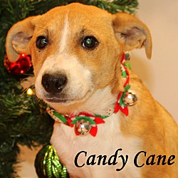 Thumbnail photo of Candy Cane~adopted! #2