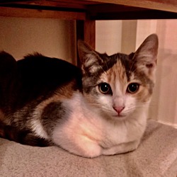 Photo of DELILAH Calico Kitten