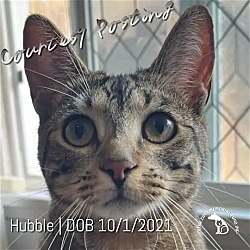 Thumbnail photo of Hubble CP202250 #1