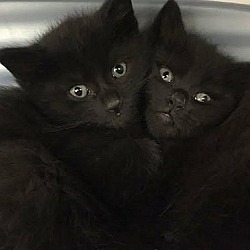 Thumbnail photo of W Litter Cylus - Adopted 06.07.16 #2