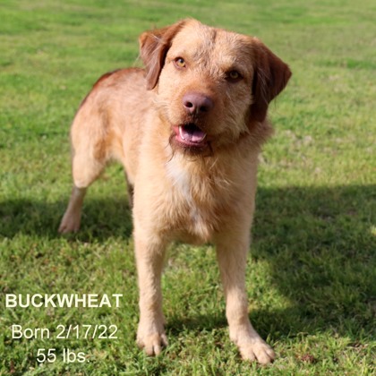 Thumbnail photo of Buckwheat #1