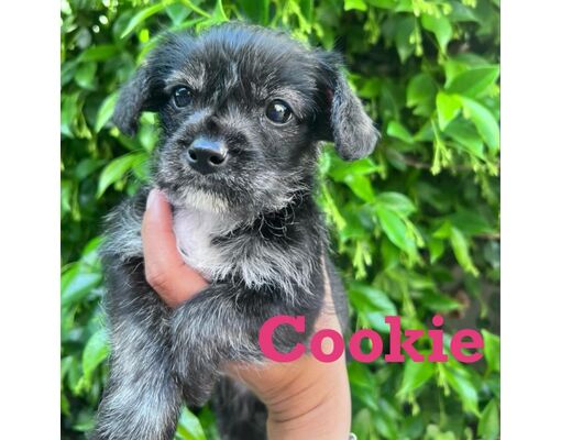 Long Beach, Ca - Shih Tzu Silky Terrier. Meet Cookie A Pet For Adoption 