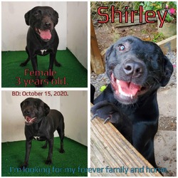 Thumbnail photo of Shirley #2