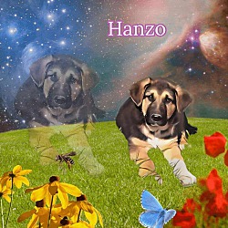 Thumbnail photo of Hanzo #2