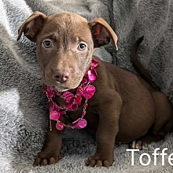 Thumbnail photo of Toffee #1