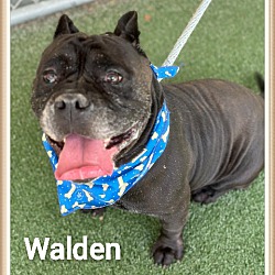 Thumbnail photo of WALDEN #4