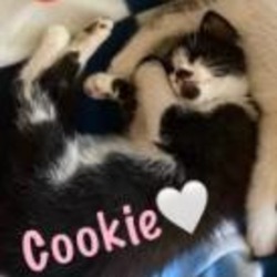 Thumbnail photo of Cookie #1