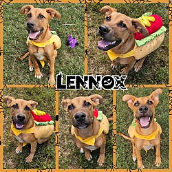 Thumbnail photo of Lennox #1