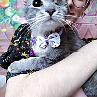 adopt a pet