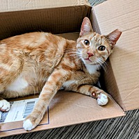 adopt a pet