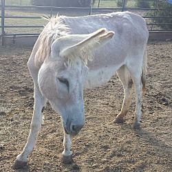 bonded pet photo