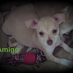 Thumbnail photo of Amigo #2