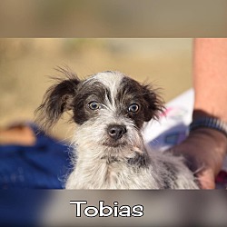 Thumbnail photo of Tobias #2