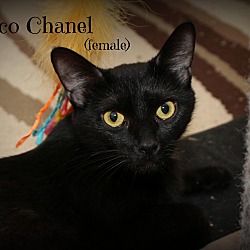 Thumbnail photo of Coco Chanel #2
