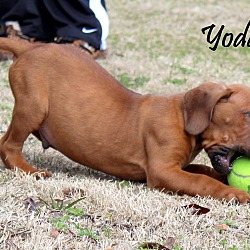 Thumbnail photo of Yoda~adopted! #4