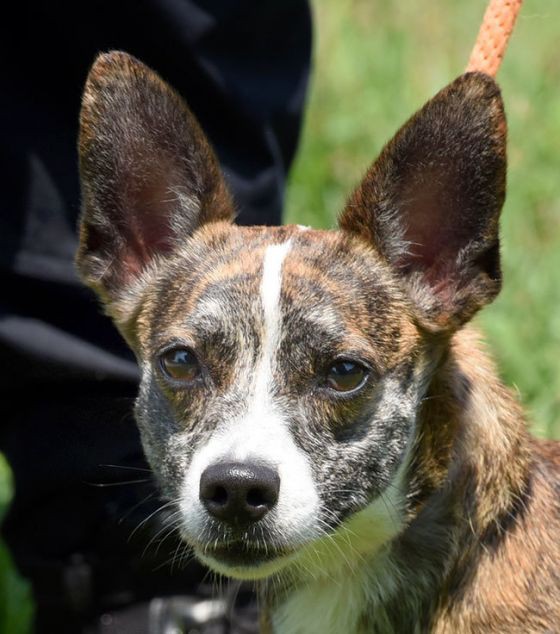 New Haven Ct Corgi Meet Max A Pet For Adoption