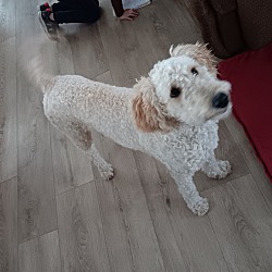 Photo of Daisy 6 months 