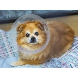 Photo of STAN