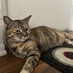 Photo of Gypsy 