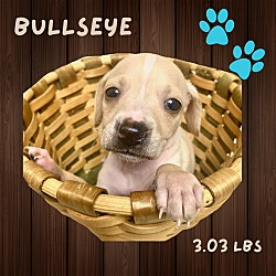 Photo of BULLSEYE