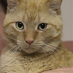 Thumbnail photo of Bruce -needs medical foster #2