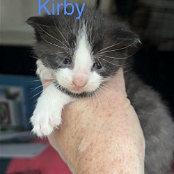 Photo of Kirby