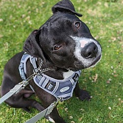 Thumbnail photo of Buddy - Adopt Me! #4