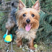 adopt a pet