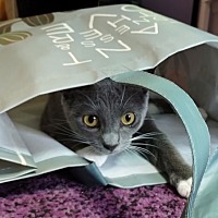 adopt-pet