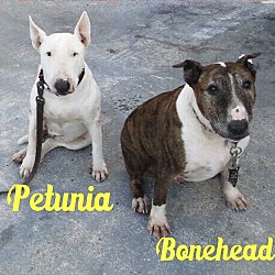 Photo of Petunia & Bonehead